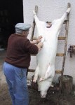 La Règle du Jeu - Cochon