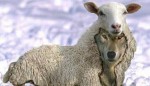 La Règle du Jeu - loup_agneau