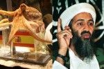La Règle du Jeu - ben_laden_paul_le_poulpe