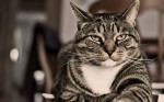 La Règle du Jeu - chat-jam