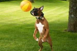 chien-joueur-foot-401122