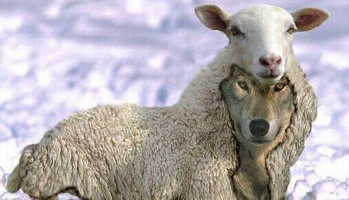 loup_agneau