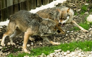 galerie-membre,loup,combat-de-loups-01