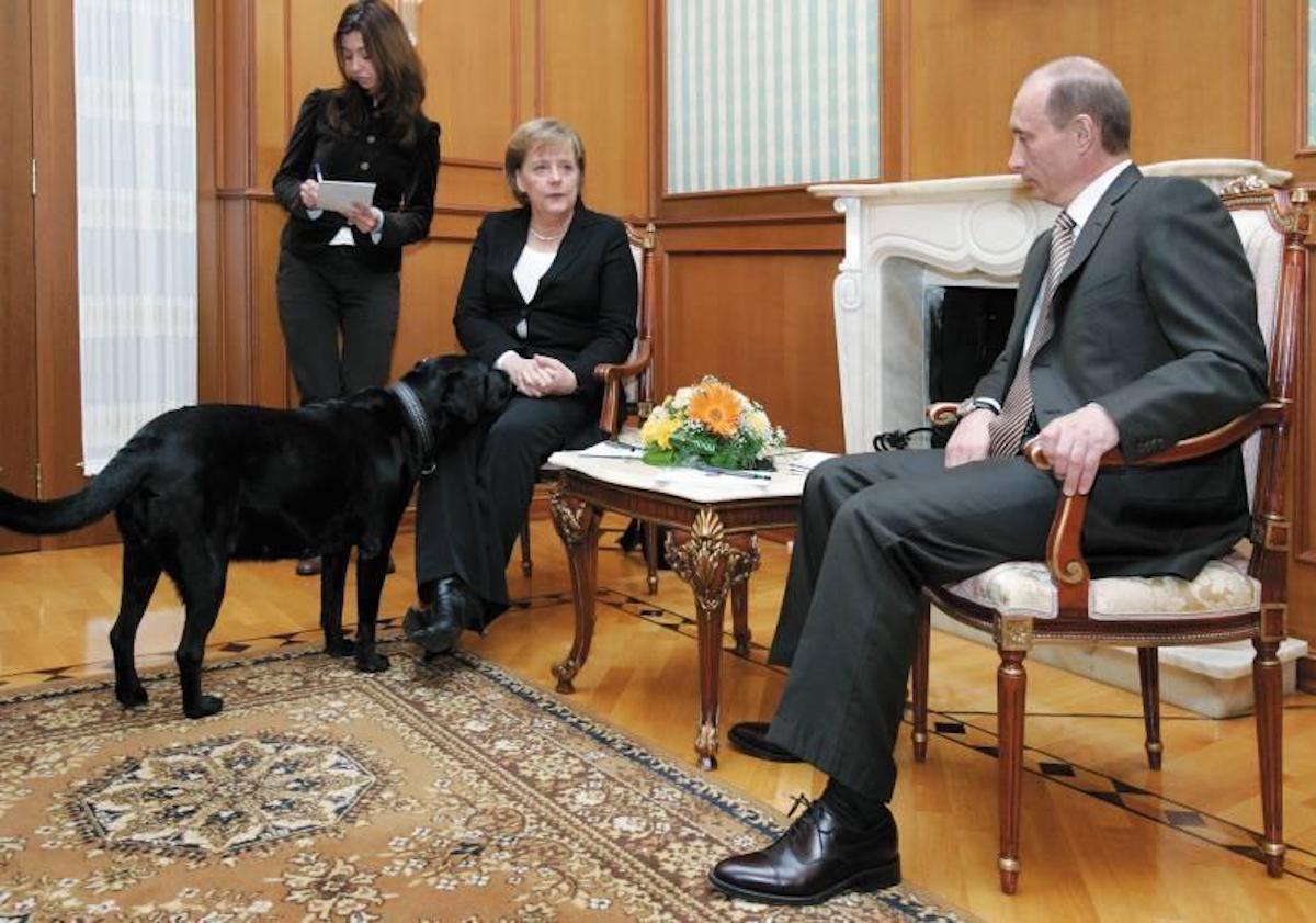 Lors d'un rendez-vous d'Angela Merkel avec Vladimir Poutine, un labrador noir se promène.