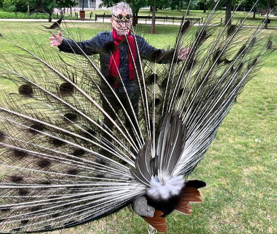 Dans un jardin, un paon fait la roue devant Fernando Arrabal